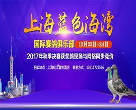 赛鸽视频播放,捕捉飞翔之美