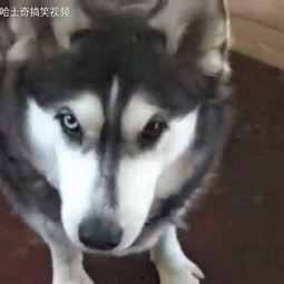 哈士奇的搞笑视频,萌宠界的“喜剧之王”