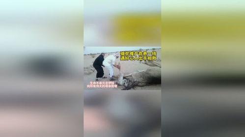骆驼分娩视频全过程,母爱瞬间，生命奇迹