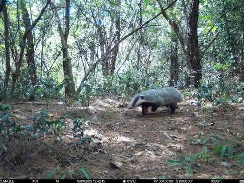 抓野生獾子视频