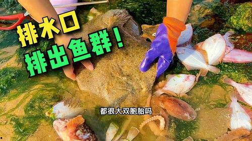 赶海小章视频,探寻海洋宝藏的奇妙之旅