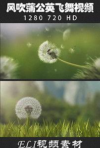 风吹蒲公英视频,蒲公英的浪漫飘散之旅