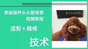 宠物修毛视频新手教程,视频教程全解析