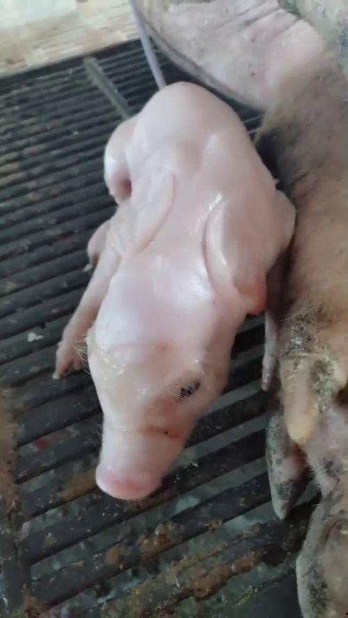 猪宝宝视频,欢乐时光里的温馨瞬间